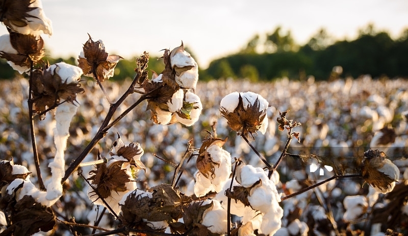 cotton material